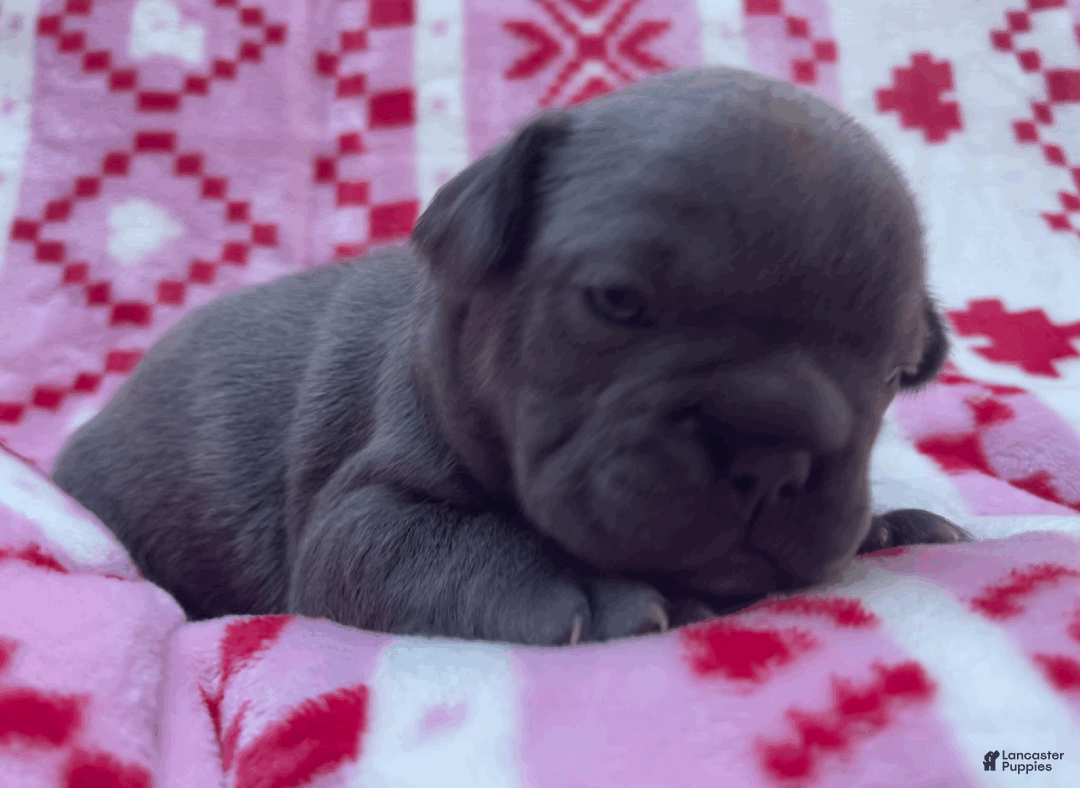 French Bulldog dogs for sale: Maximus - Ad 1