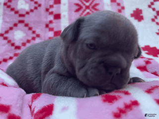 French Bulldog dogs Maximus - Ad 2
