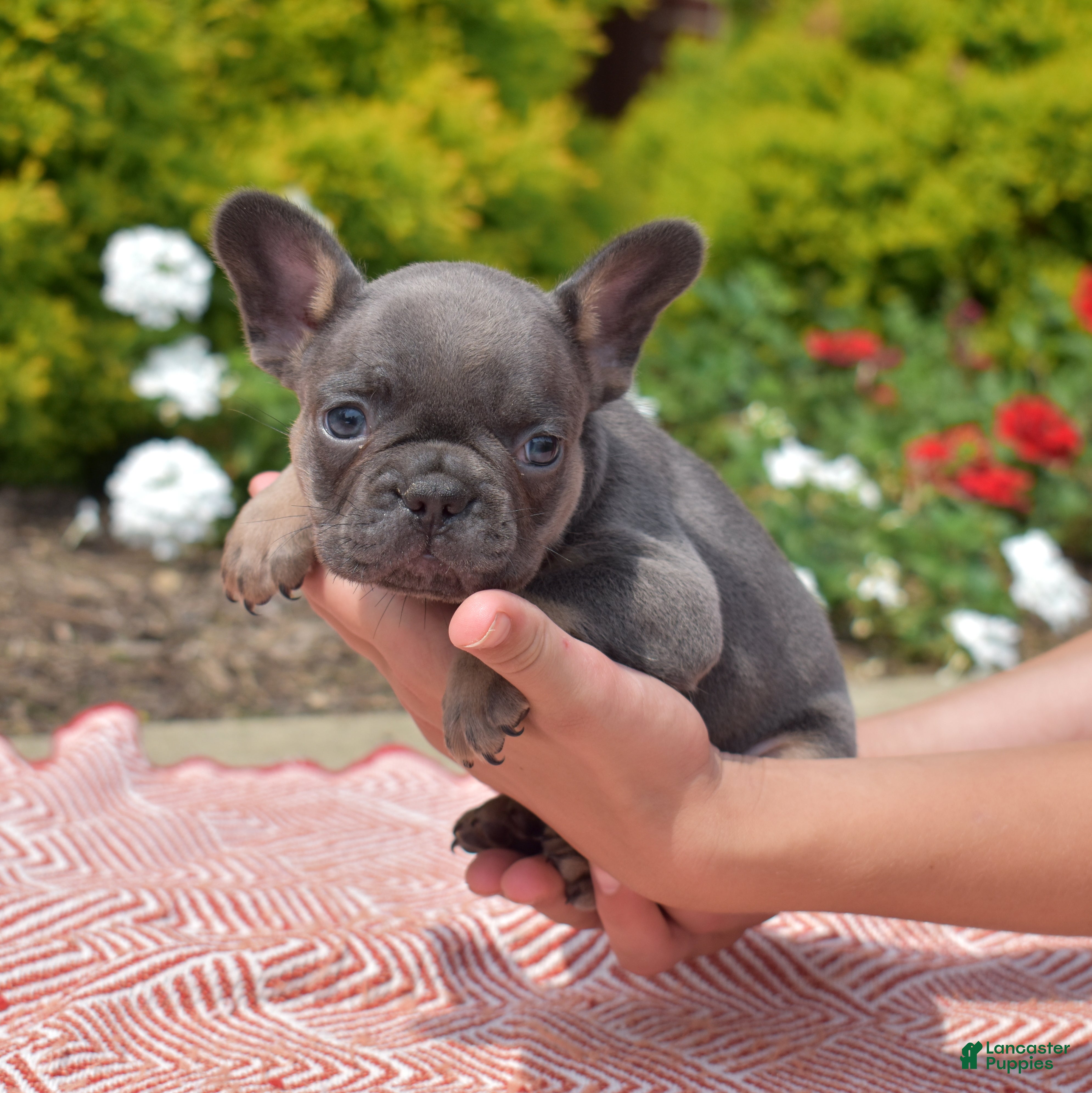 French Bulldog dogs Bruce  - Ad 1