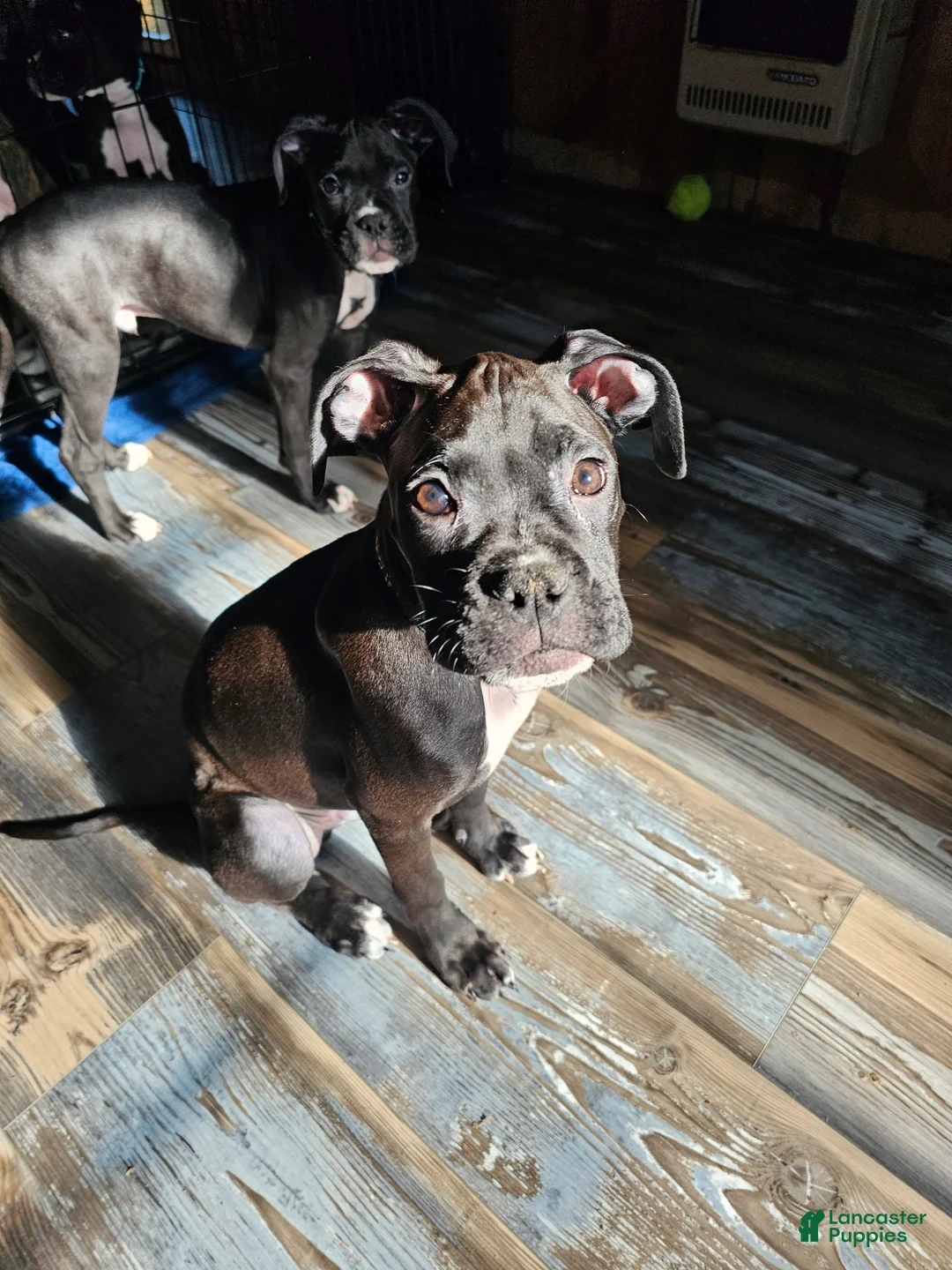 Boxer dogs for sale: Grumps - Ad 5