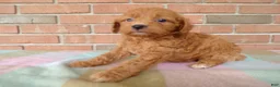 Cockapoo dogs for sale: Conner - Ad 3