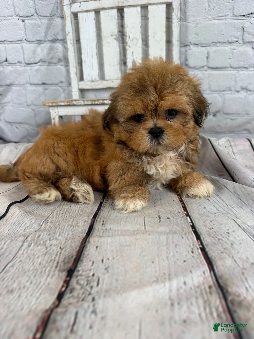 Shih Tzu dogs for sale: Dale - Ad 2