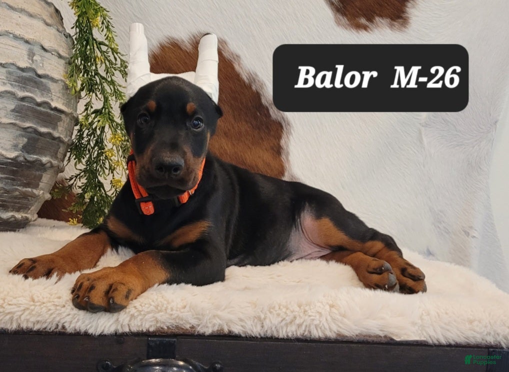 Doberman Pinscher dogs BALOR - Ad 42