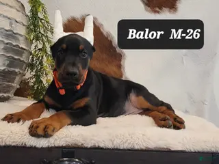 Doberman Pinscher dogs BALOR - Ad 42