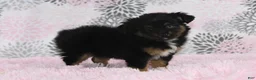 Toy Australian Shepherd dogs for sale: Brittlyn - Ad 16