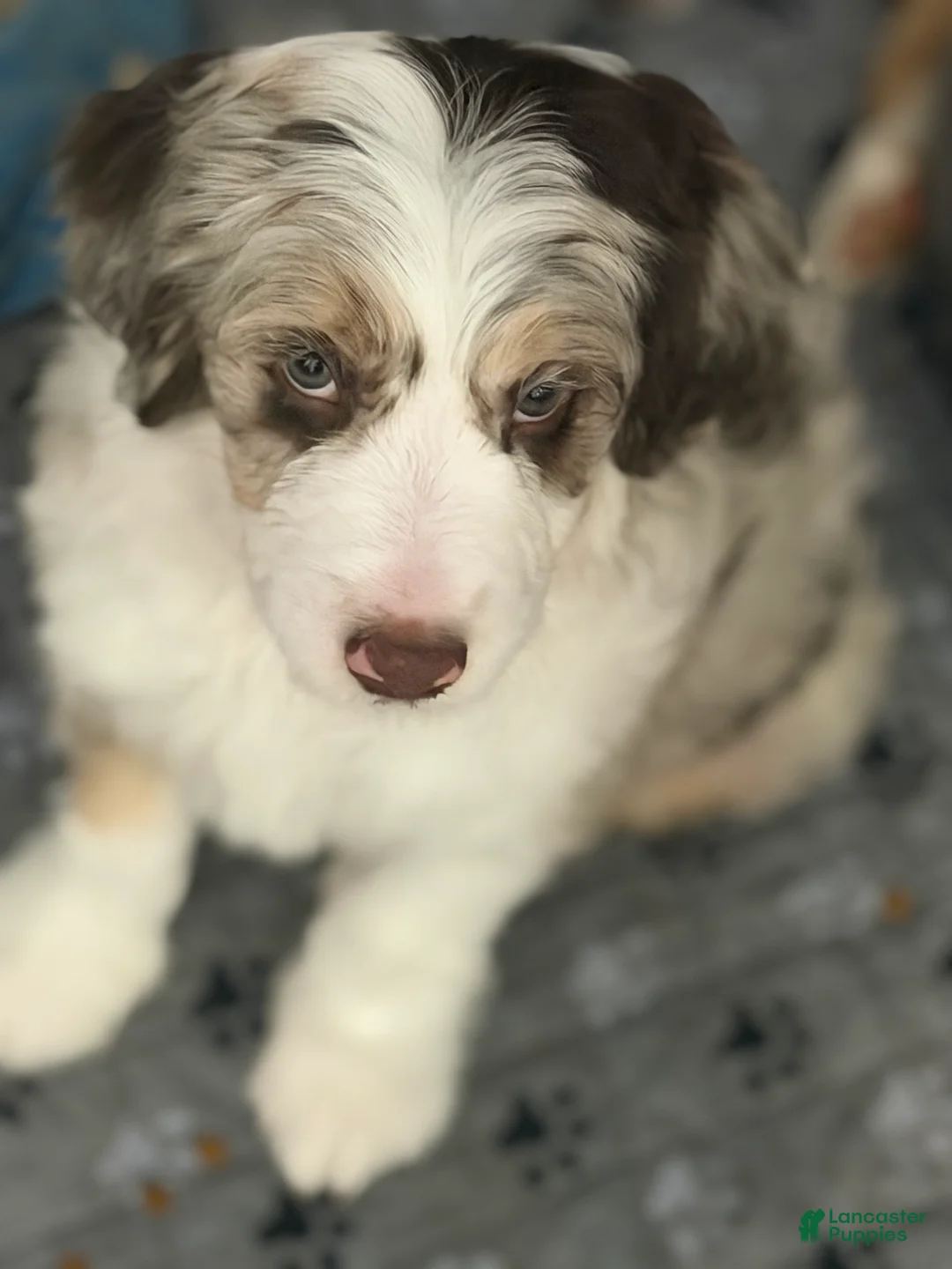 Aussiedoodle dogs for sale: Aussiedoodle 5 - Ad 1