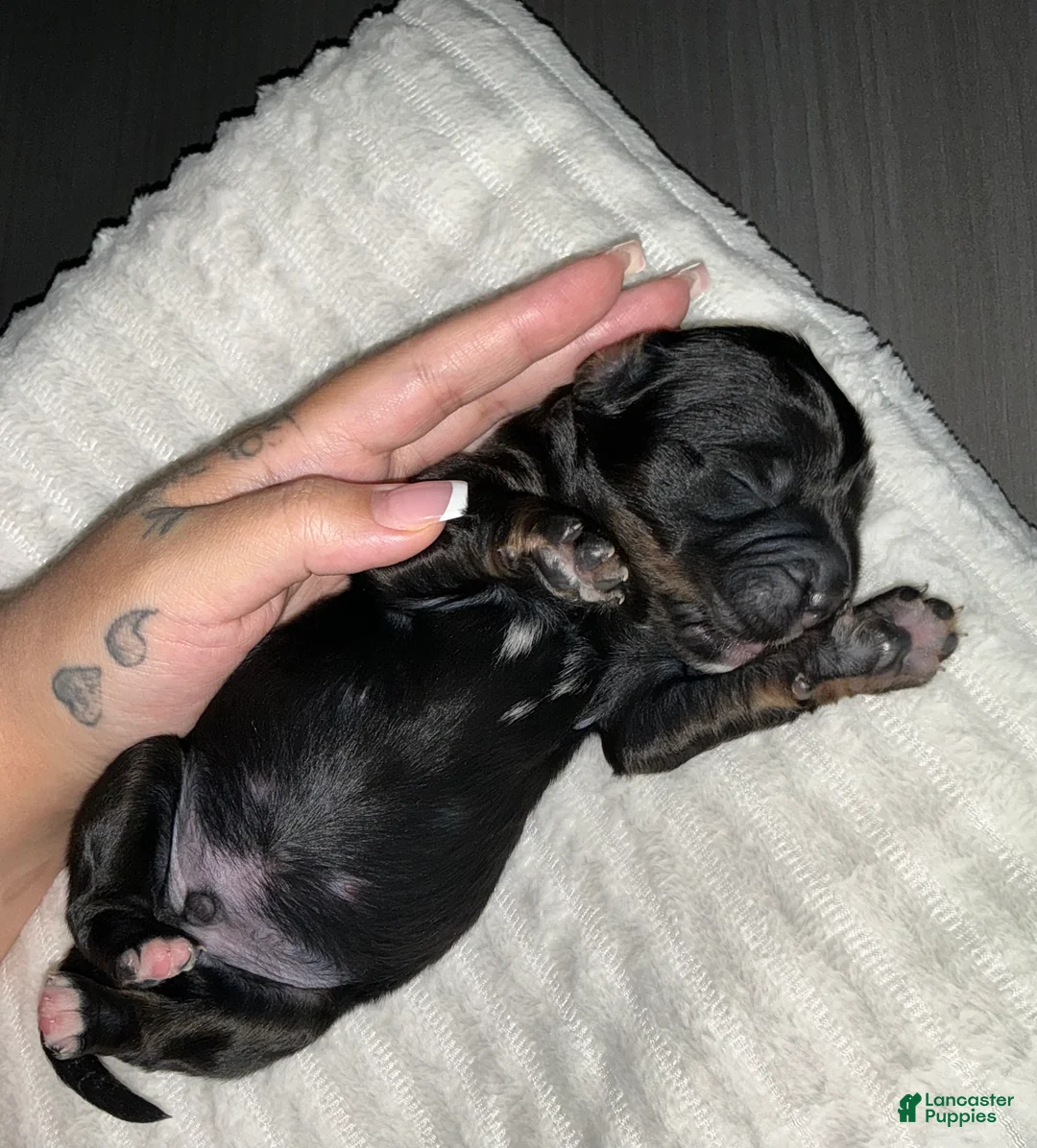 Bernedoodle dogs for sale: Panther - Ad 2