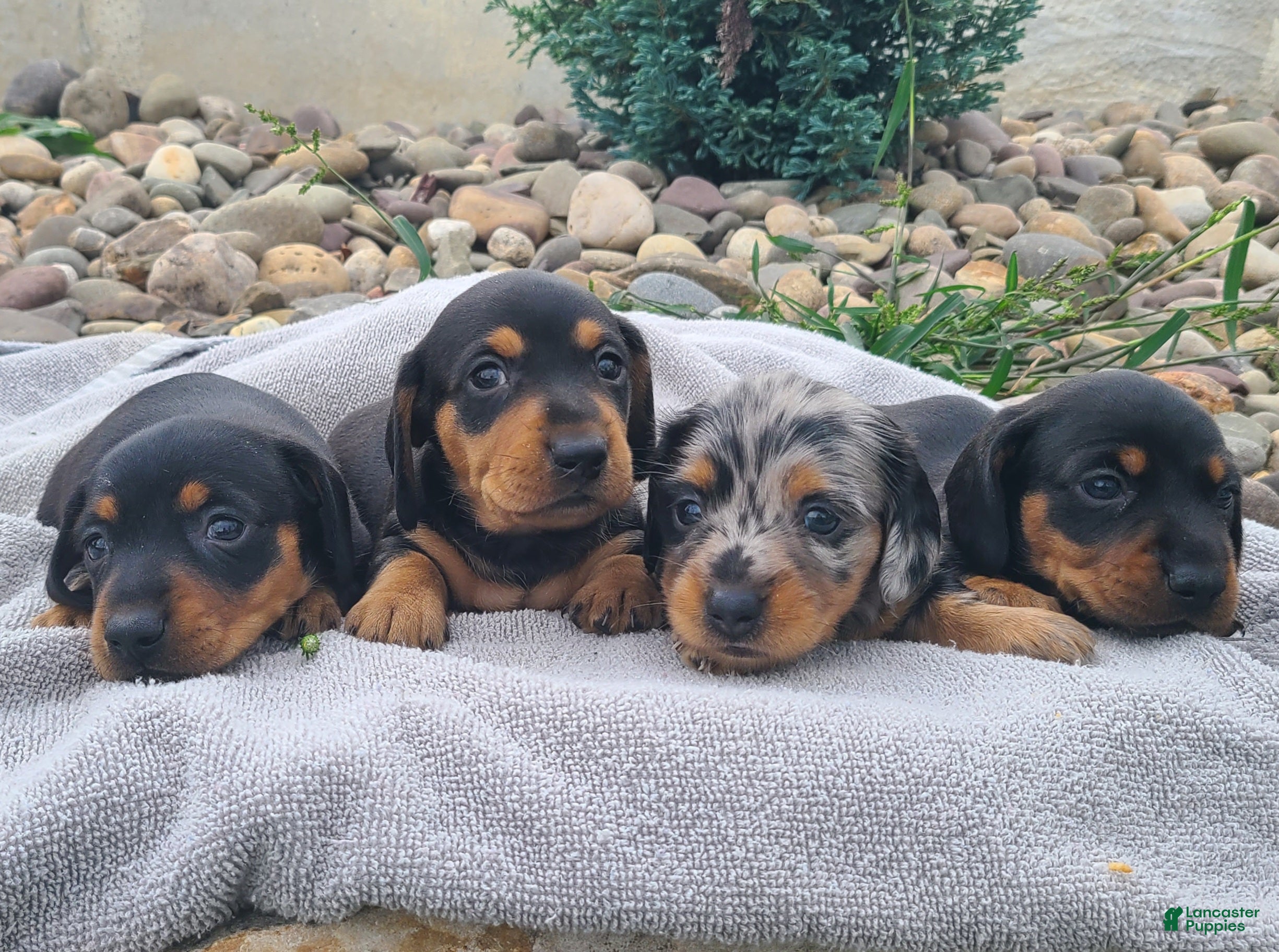 Miniature Dachshund dogs Kasper - Ad 2