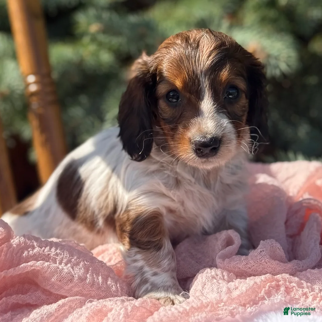 Miniature Dachshund dogs for sale: Harlowe - Ad 2