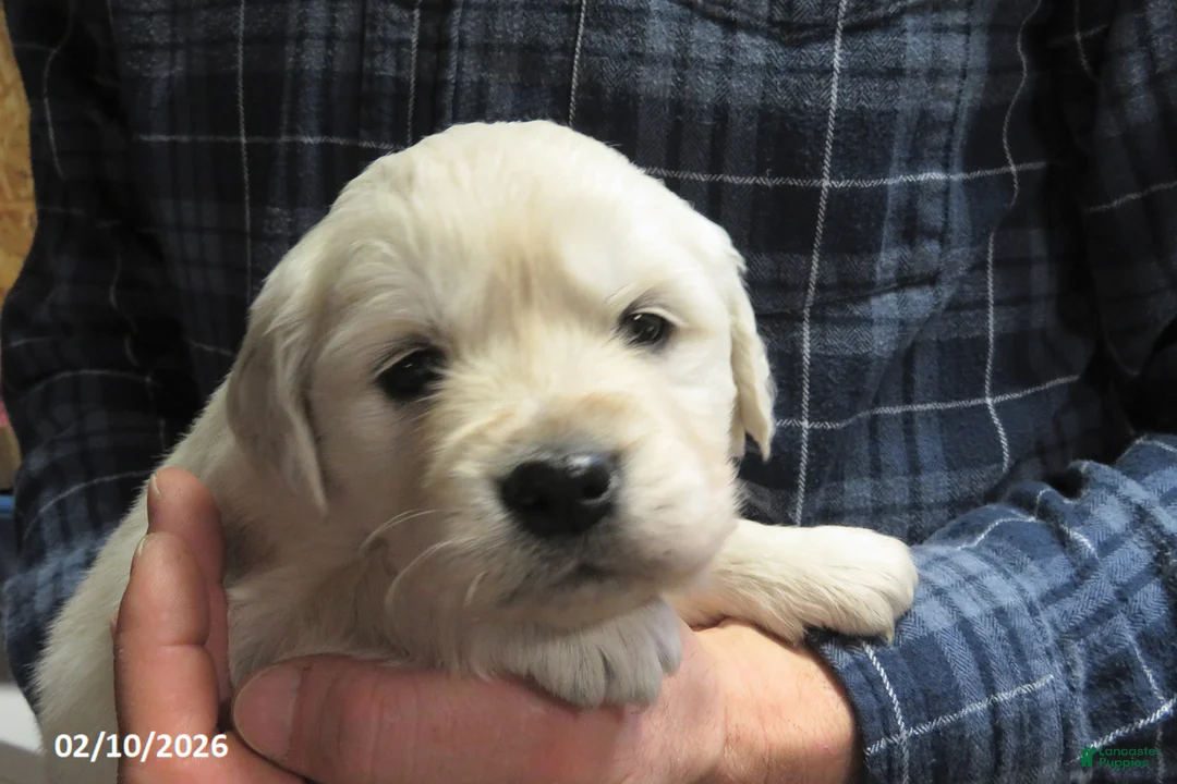 Golden Retriever dogs for sale: Bitsie - Ad 4