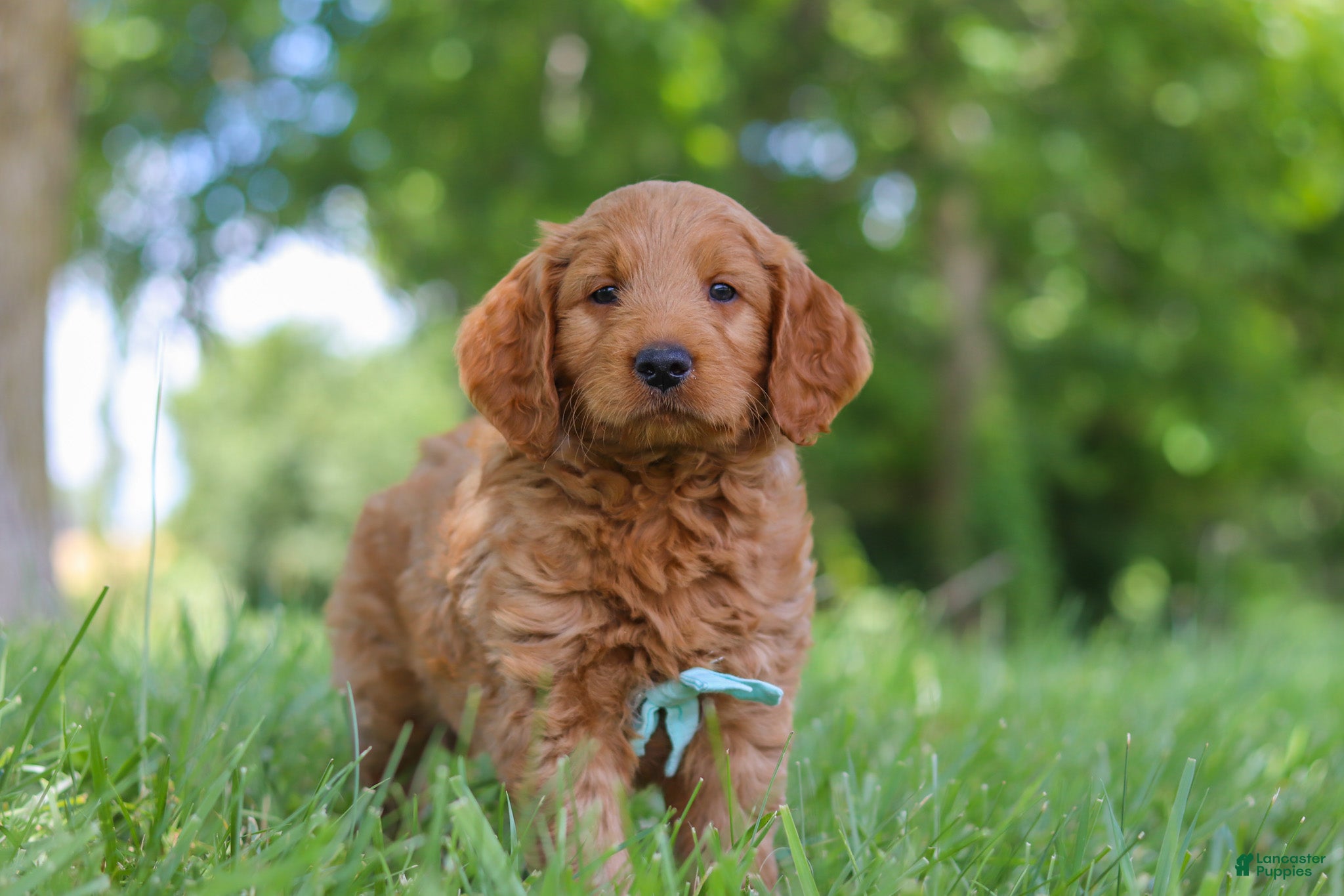 Mini Goldendoodle dogs Boaz - Ad 2