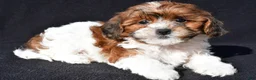 Shihpoo dogs for sale: Riley - Ad 1