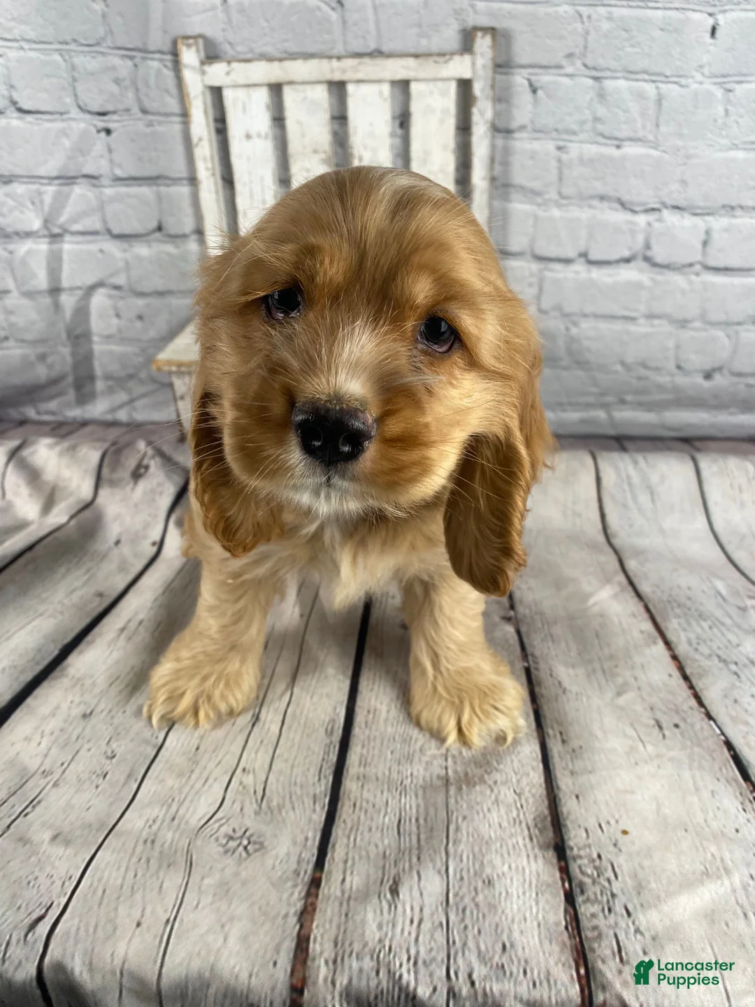 Cocker Spaniel dogs for sale: Koda - Ad 7