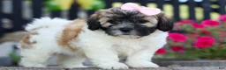 Teddy Bear dogs for sale: Blossom 💕 - Ad 1