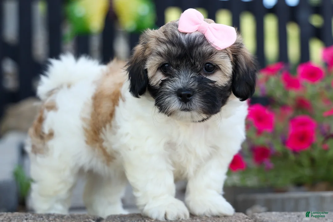 Teddy Bear dogs for sale: Blossom 💕 - Ad 1