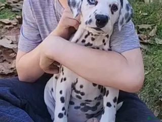 Dalmatian dogs Puppy 1 - Ad 25