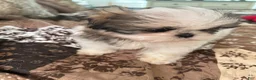 Shih Tzu dogs for sale: Patticake - Ad 5