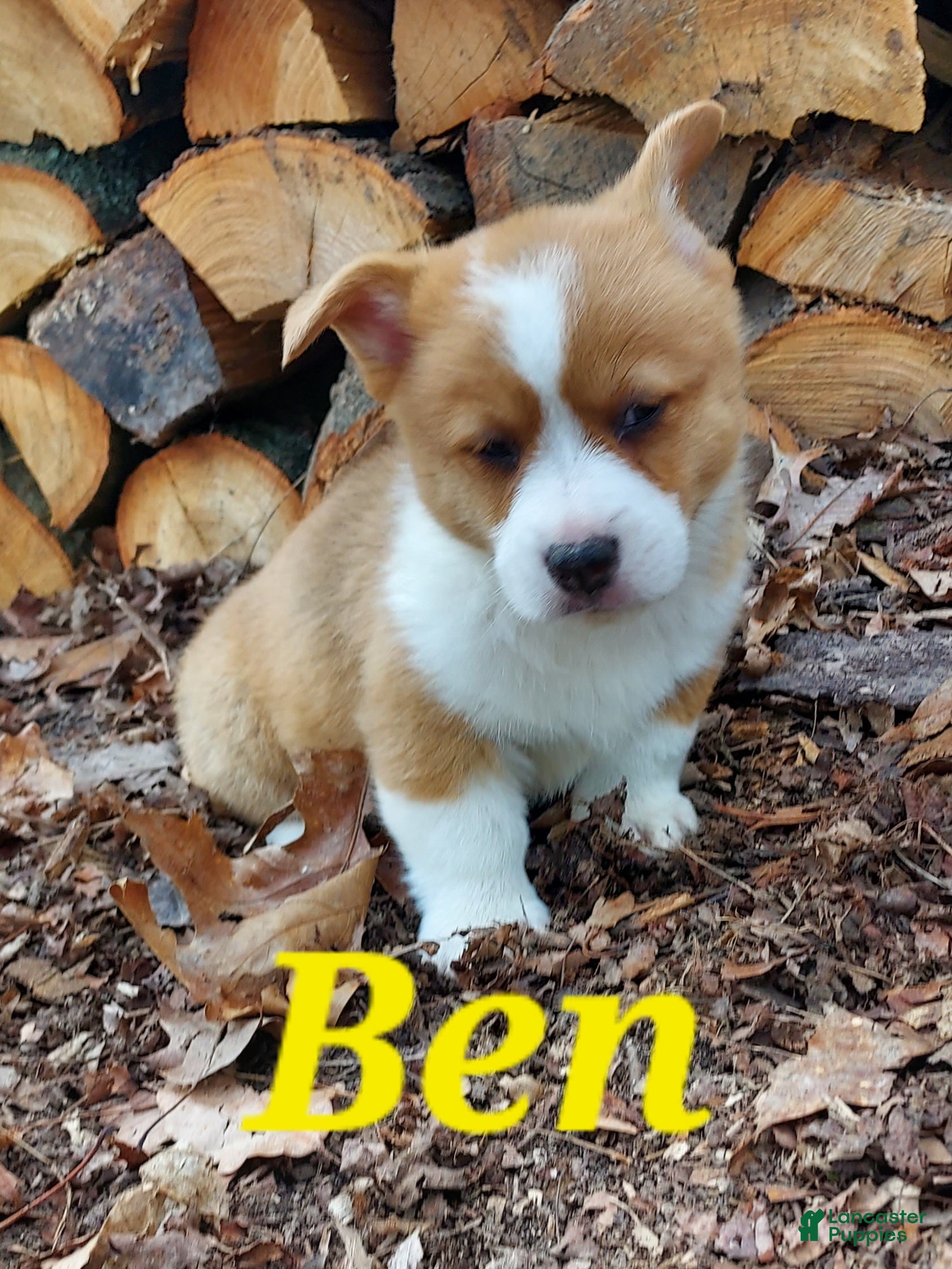 Welsh Corgi Pembroke dogs Welsh Corgi Pembroke Puppy 2 - Ad 1