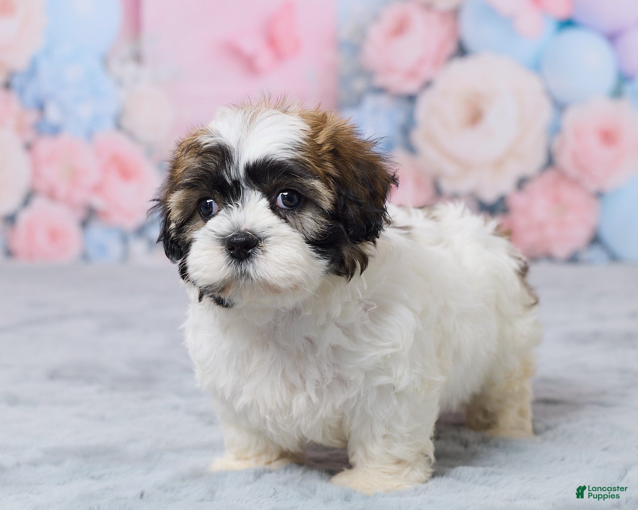 Teddy Bear dogs for sale: Millie - Ad 5