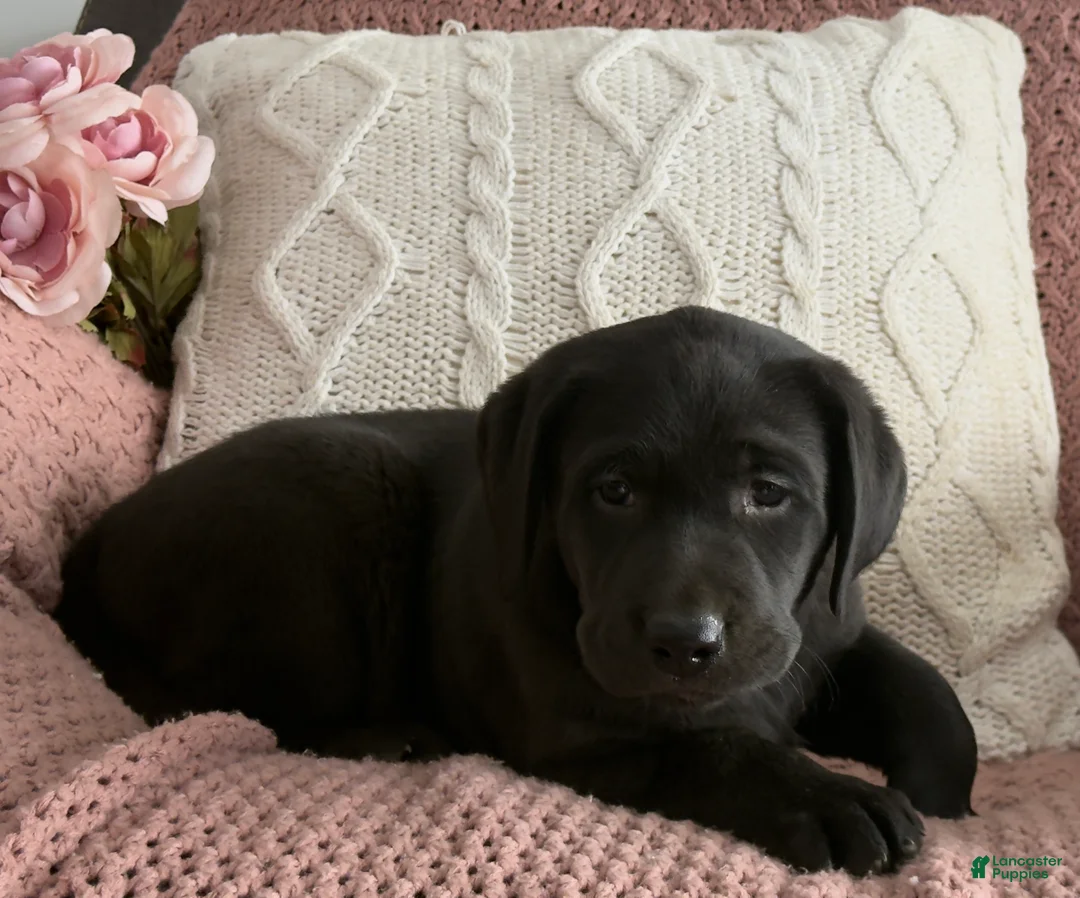 Labrador Retriever dogs for sale: Lily - Ad 7
