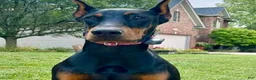 Doberman Pinscher dogs for sale: Upcoming Doberman Litter  - Ad 2