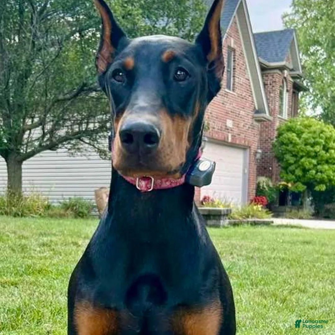 Doberman Pinscher dogs for sale: Upcoming Doberman Litter  - Ad 2