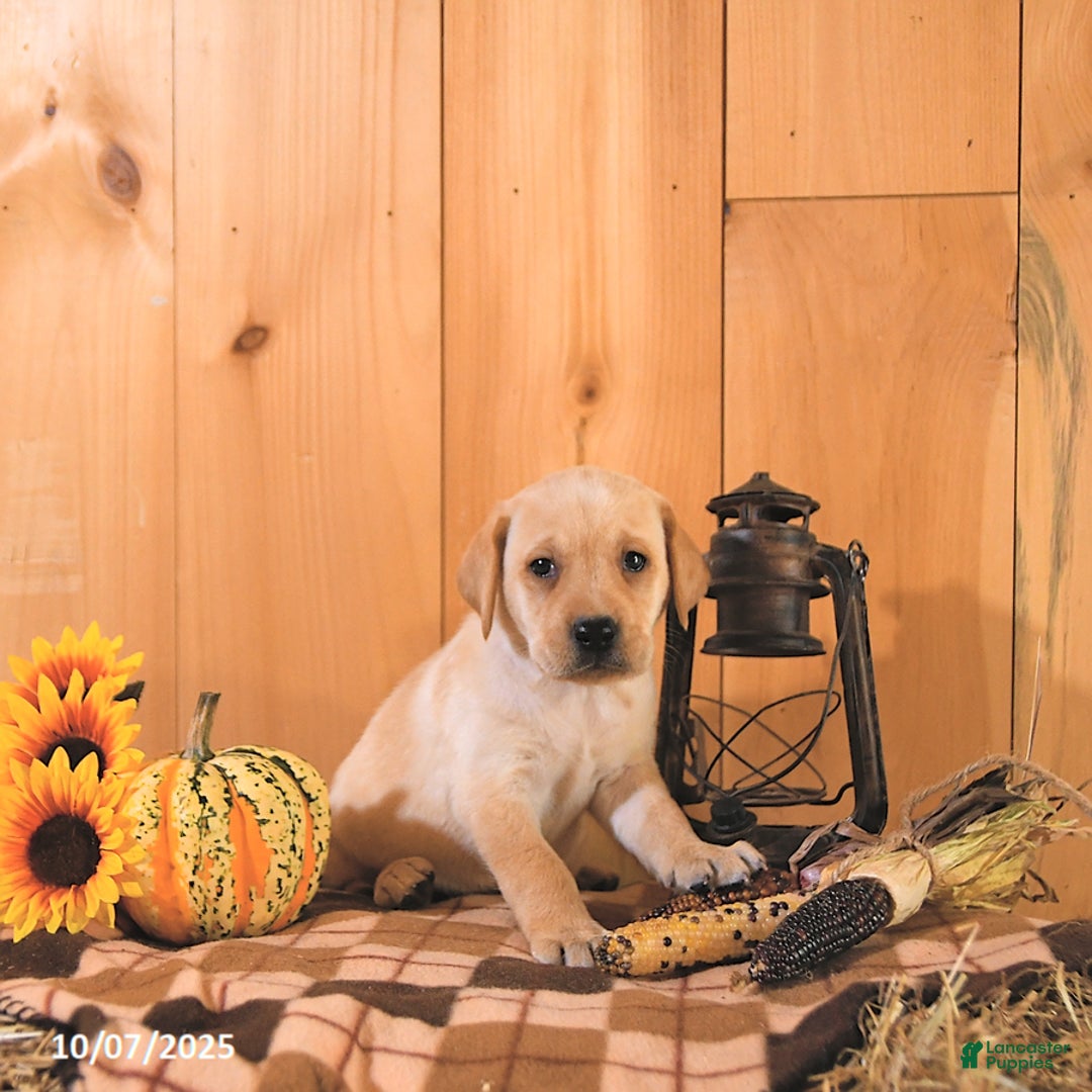 Labrador Retriever dogs for sale: Summer - Ad 14