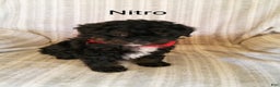 Mini Bernedoodle dogs for sale:  Nitro  - Ad 4