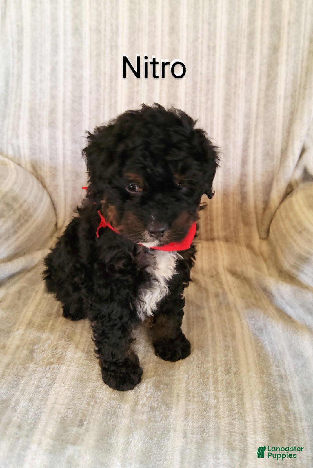 Mini Bernedoodle dogs for sale:  Nitro  - Ad 4