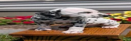Dalmatian dogs for sale: Max - Ad 5