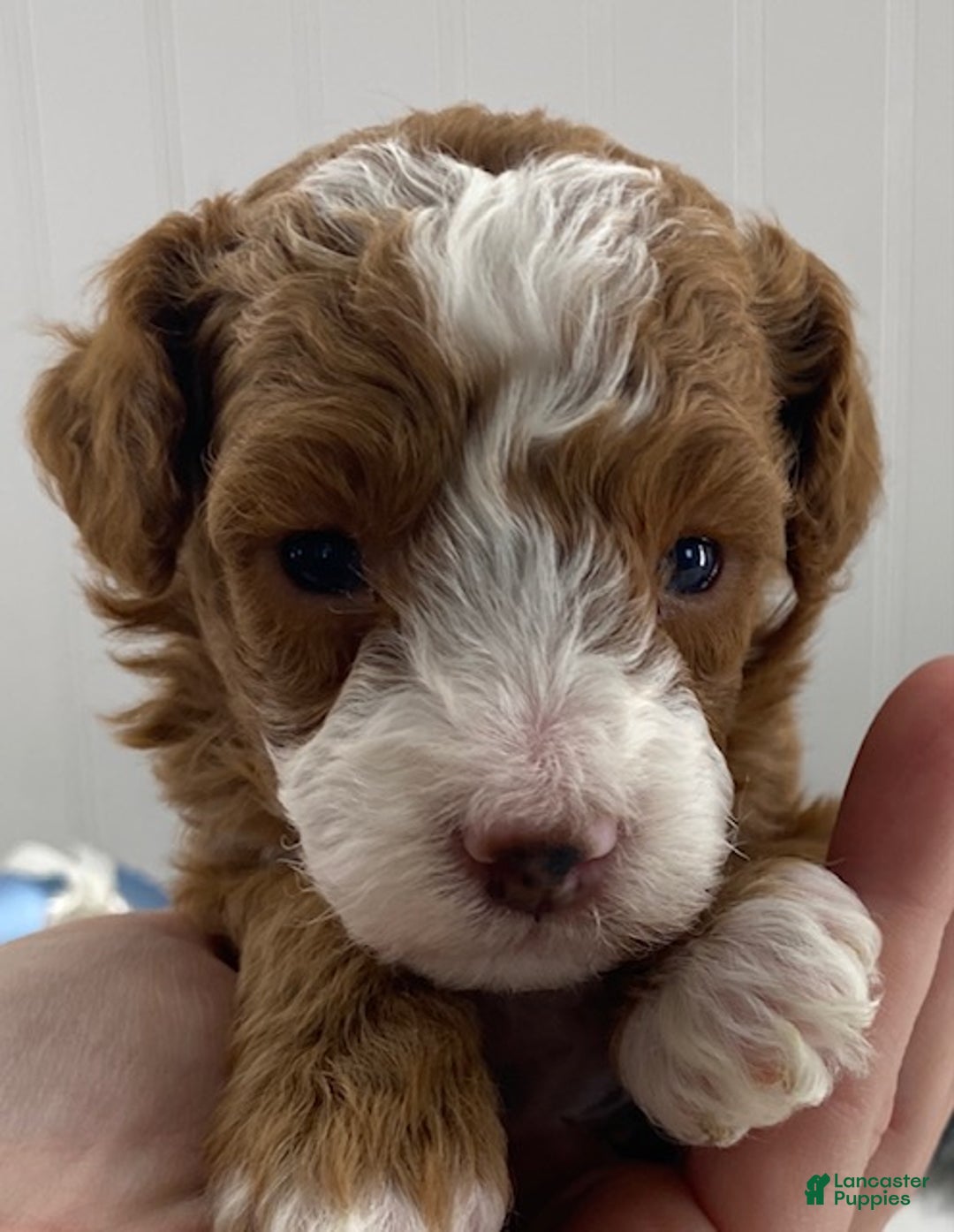 Toy Poodle dogs for sale: Rusty - Ad 4