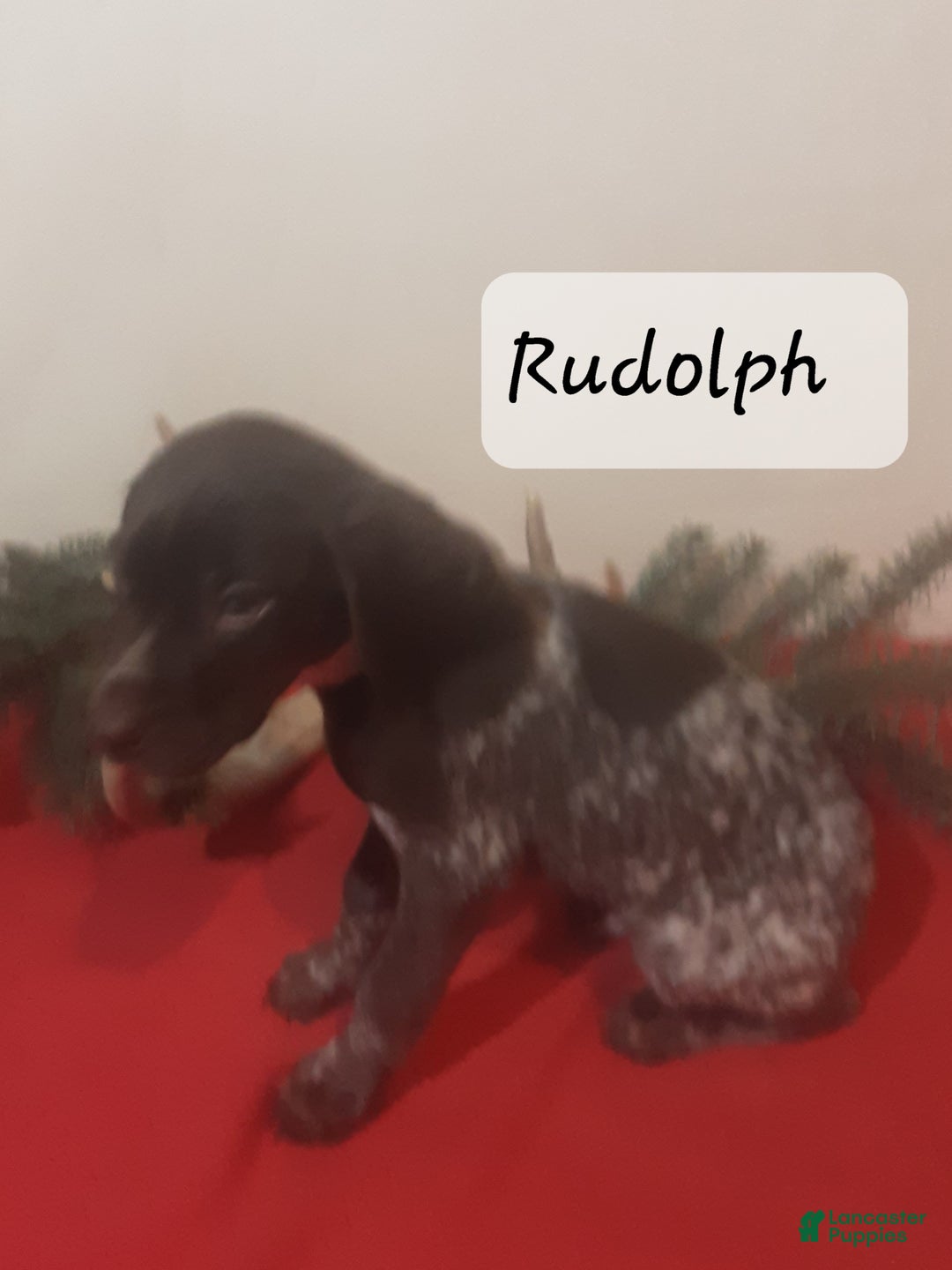 German Shorthaired Pointer dogs for sale: Rudolph  - Ad 1