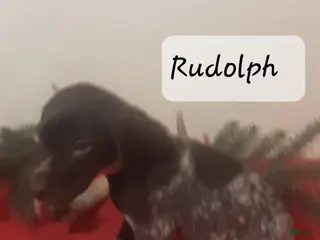 German Shorthaired Pointer dogs Rudolph - Ad 8
