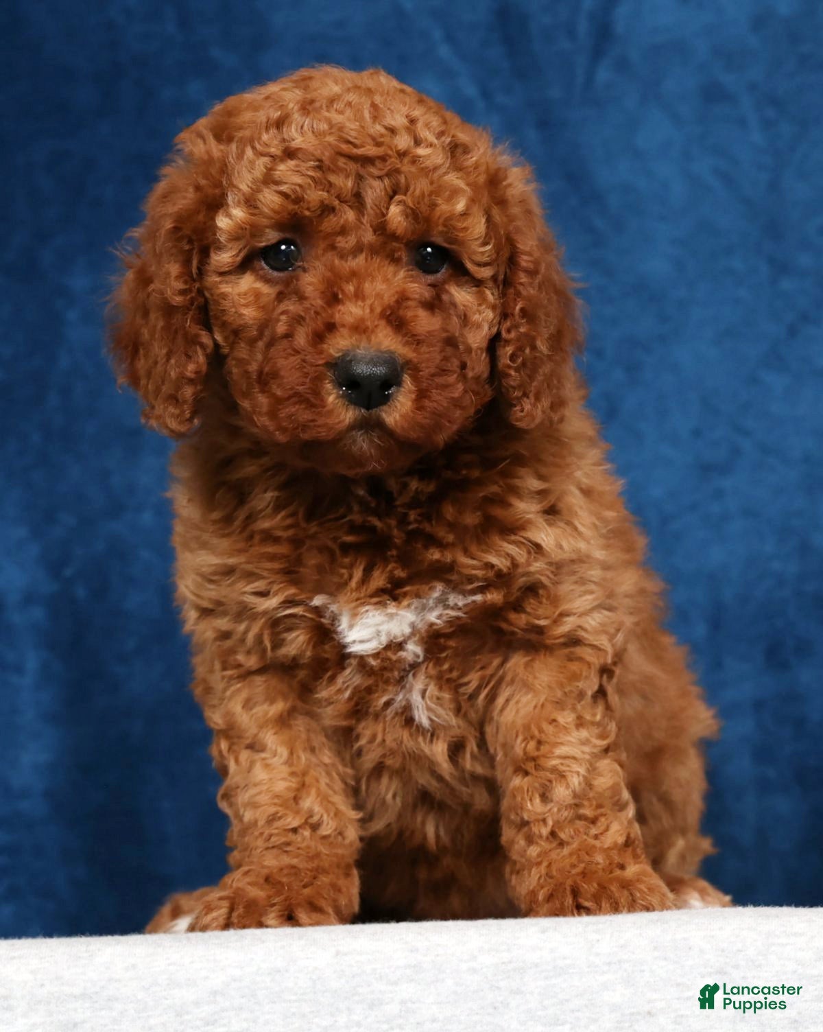 Mini Goldendoodle dogs Sasha - Ad 2