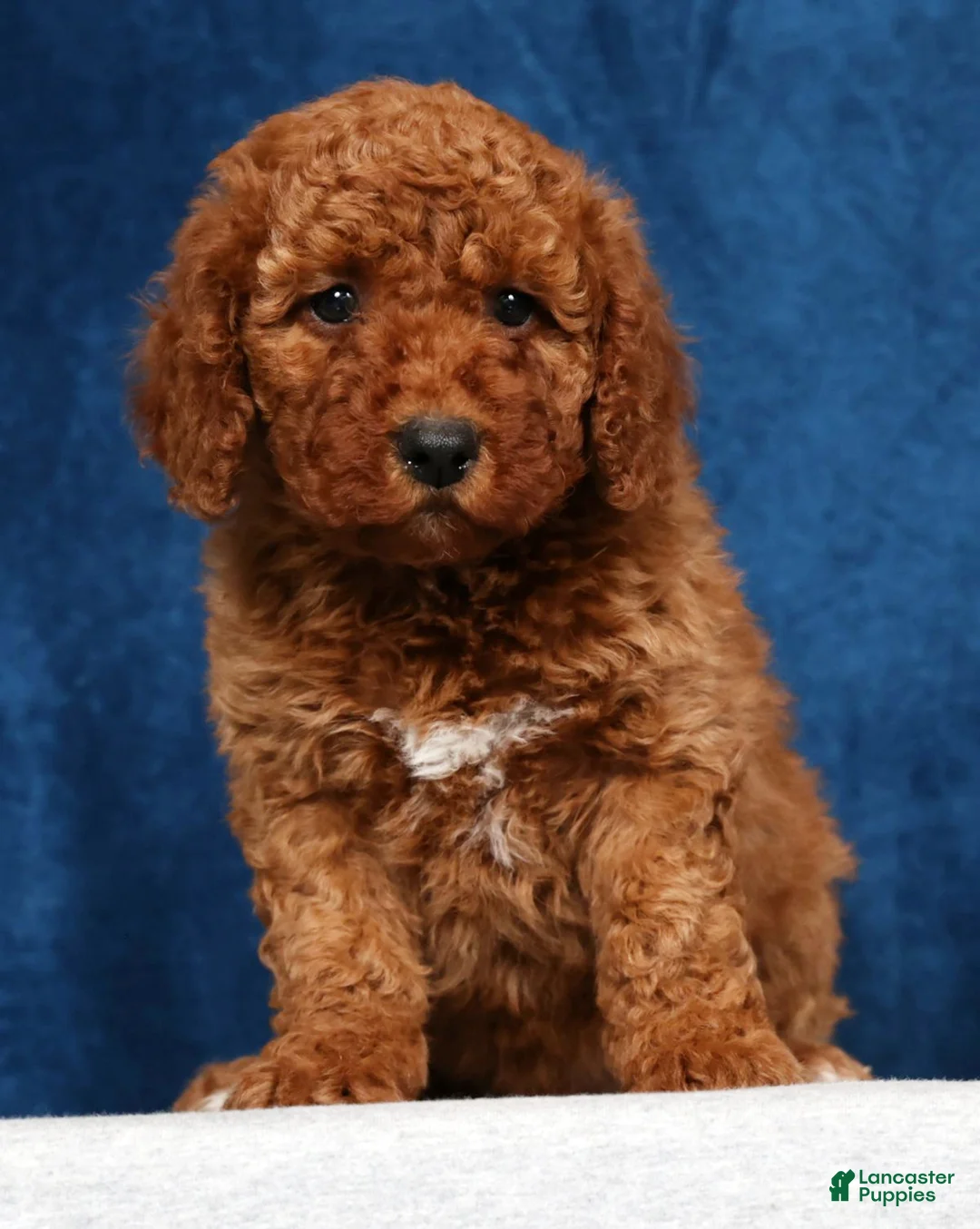 Mini Goldendoodle dogs for sale: Sasha - Ad 2