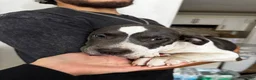 American Pit Bull Terrier dogs for sale: Droopy - Ad 3