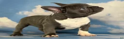 Frenchton dogs for sale: Lionel  - Ad 5