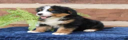 Bernedoodle dogs for sale: Callie  - Ad 4