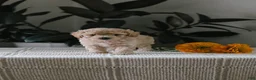 Maltipoo dogs for sale: Flint - Ad 1