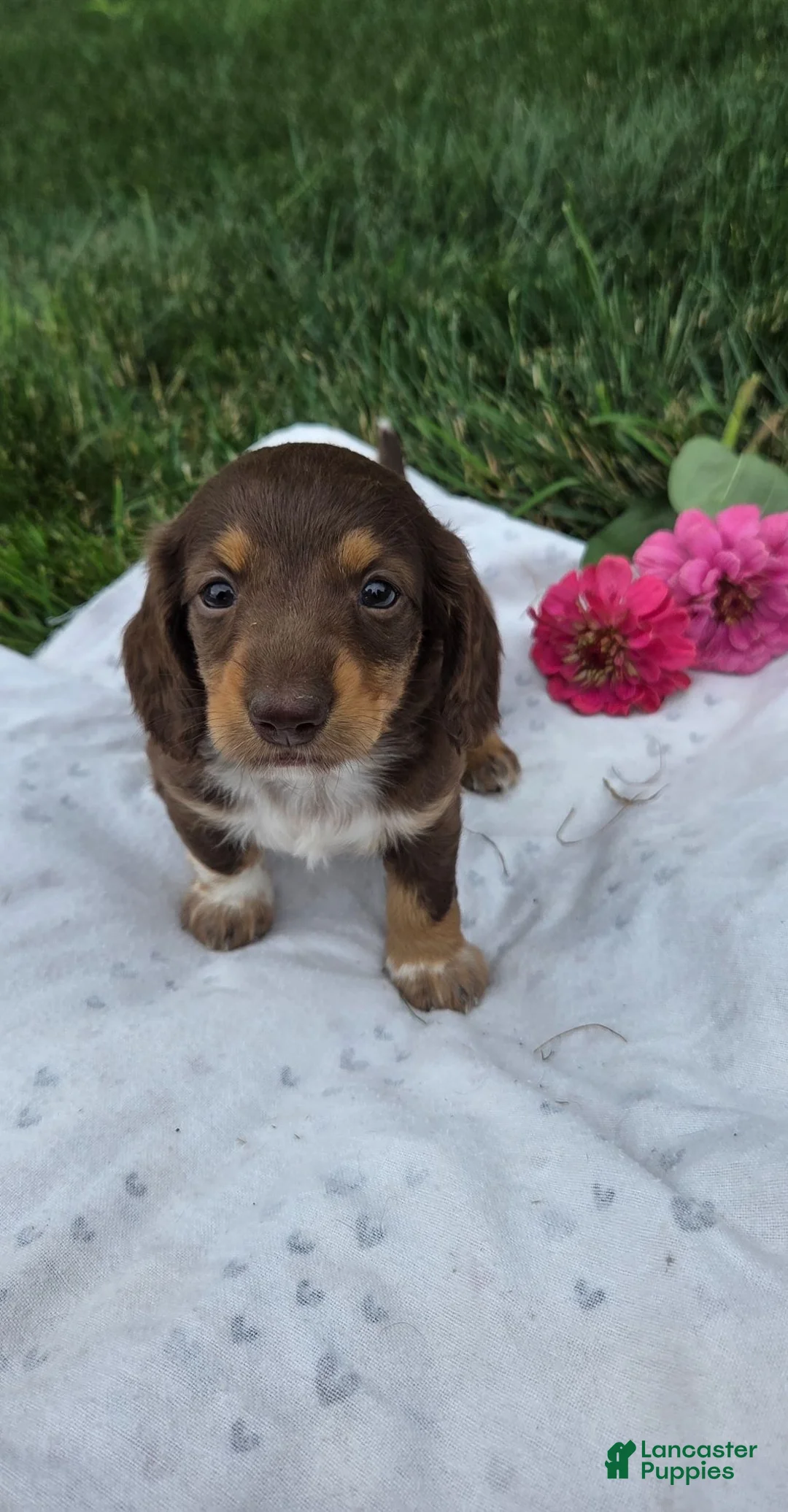 Miniature Dachshund dogs for sale: June - Ad 2