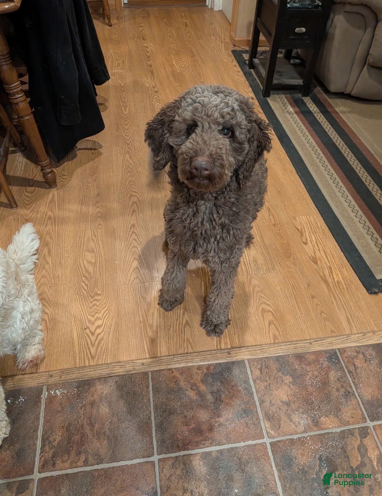 Miniature Labradoodle dogs LD B3 - Ad 2