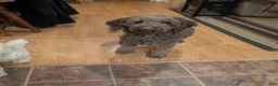 Miniature Labradoodle dogs for sale: LD B1 - Ad 4