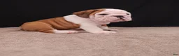 English Bulldog dogs for sale: Bruno - Ad 17