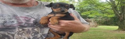 Miniature Pinscher dogs for sale: Benny - Ad 2