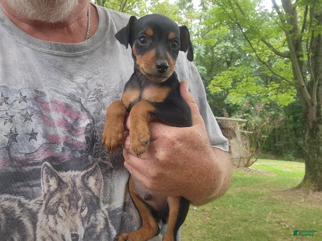 Miniature Pinscher dogs for sale: Benny - Ad 2