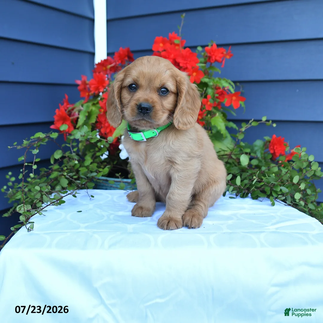 Miniature Golden Retriever dogs for sale: Sonny - Ad 1