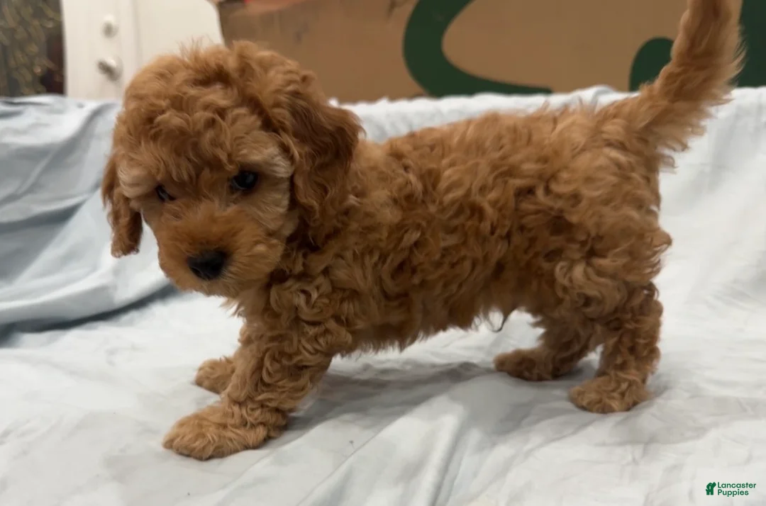 Miniature Poodle dogs for sale: Macchiato  - Ad 2