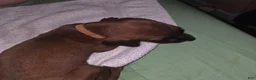 Redbone Coonhound dogs for sale: Redbone Coonhound 3(br/yellow) - Ad 7