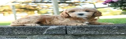 Mini Goldendoodle dogs for sale: Cecily - Ad 4