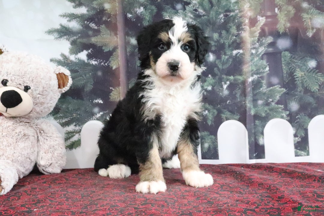 Mini Bernedoodle dogs for sale: Tyler - Ad 3